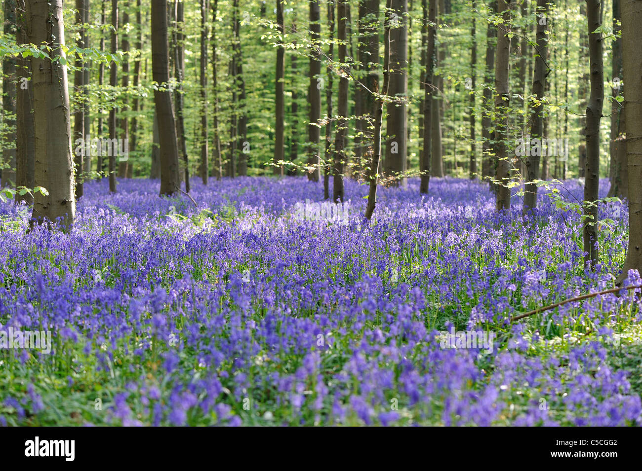 Gemeinsamen Bluebell - Wild Hyazinthe - Holz Hyazinthe (nicht Endymion-Scriptus - Hyacinthoides non-Scripta) Blüte im Frühjahr Stockfoto