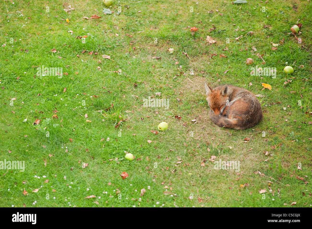 Rotfuchs, schlafen auf dem Rasen von einem suburban Garten in London umgeben von Windfall Bramley-Äpfel Stockfoto