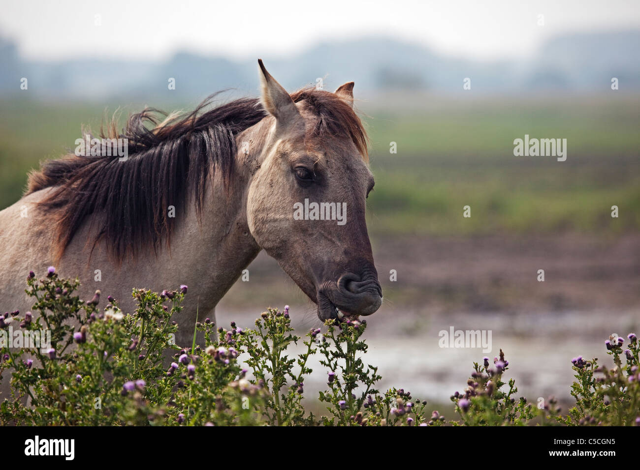 Konik-Pferd Minsmere RSPB Reserve. Stockfoto