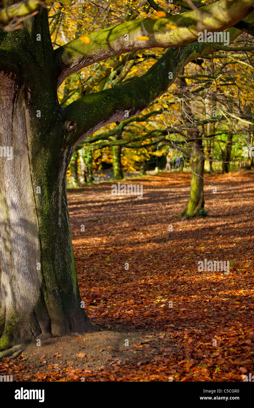 Herbst in Hampstead Heath, London, England, UK Stockfoto