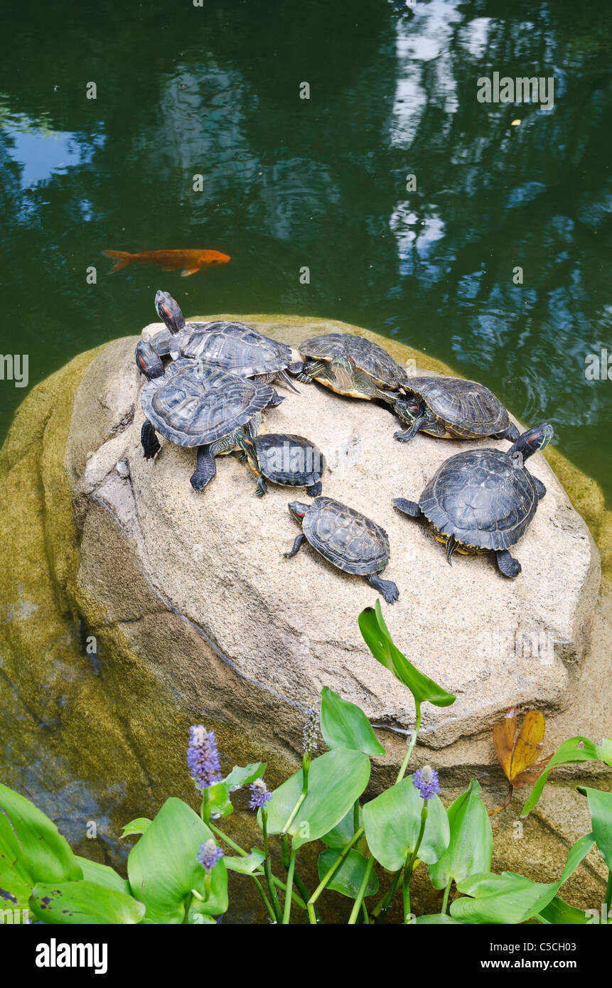 Schildkröten sonnen sich auf einem Felsen in den künstlichen See im Hong Kong Park Stockfoto