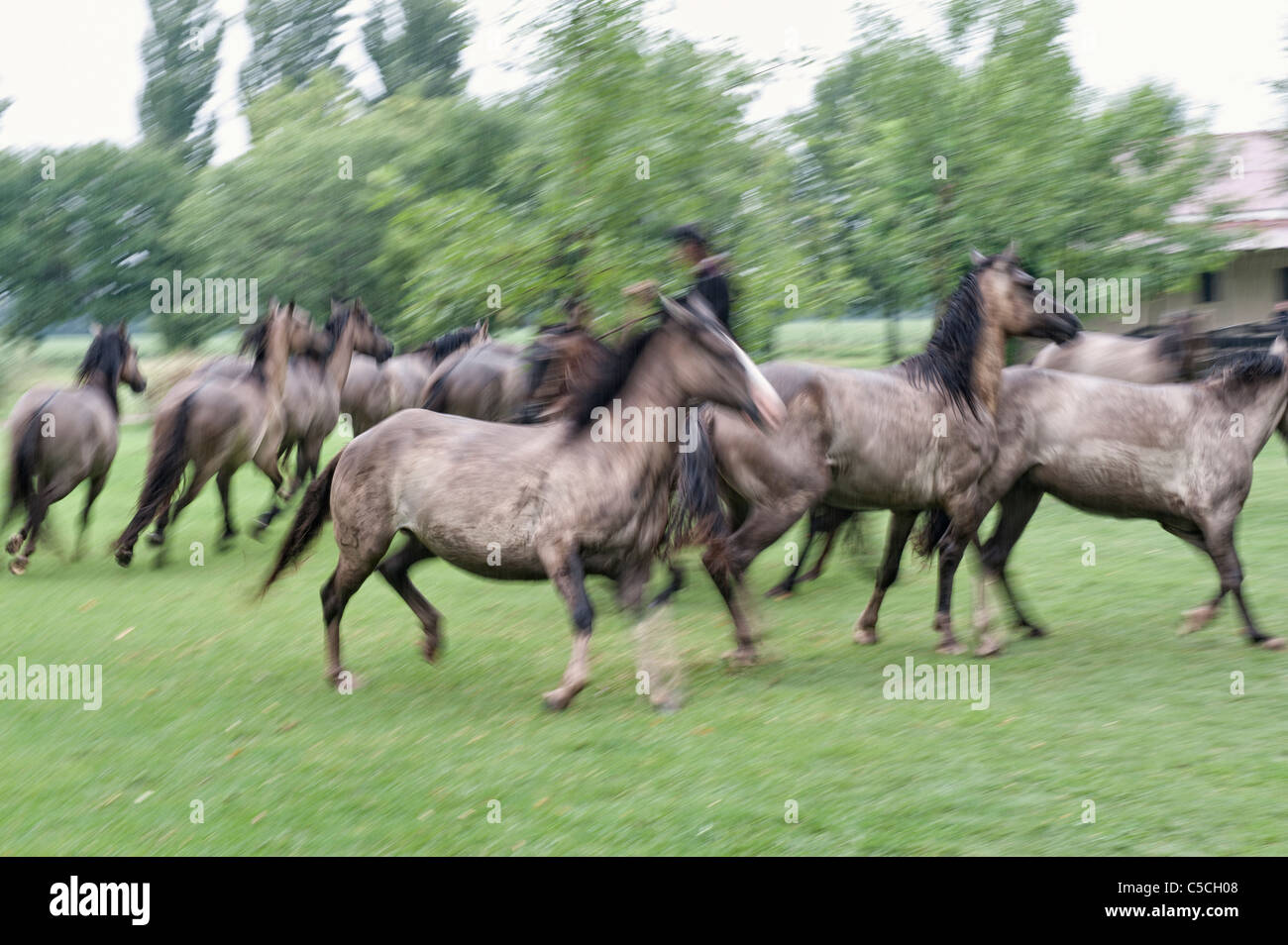 Gruppe von Pferden, San Antonio de Areco, Provinz Buenos Aires, Argentinien Stockfoto