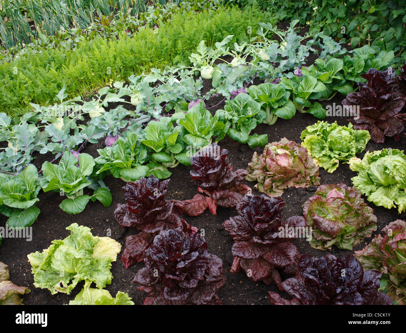 Anbau von salatplantagen Fotos und Bildmaterial in hoher Auflösung