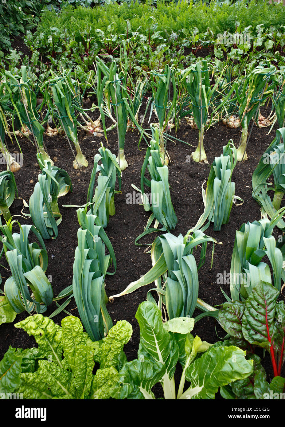 Gemüsegarten. Stockfoto