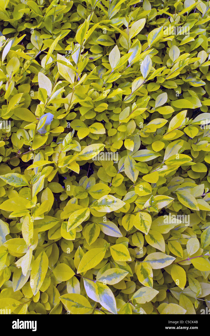 philodendron imperial green vermehren Tipps zur Pflege deiner Pflanze : Philodendron Imperial Green –  PflanzenFuerAlle main image 1