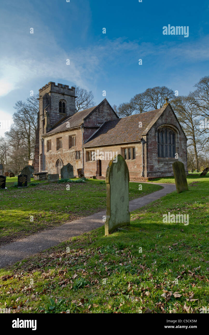 Narzissen in Badesley Clinton Stockfoto