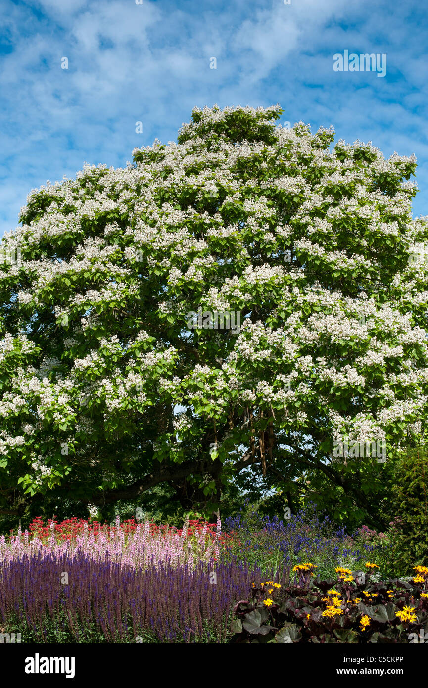 Catalpa Bignonioides. Indische Bohne Blütenbaum im RHS Wisley Gardens. England Stockfoto