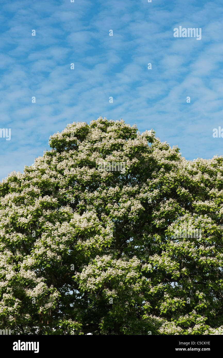 Catalpa Bignonioides. Indische Bohne Blütenbaum im RHS Wisley Gardens. England Stockfoto