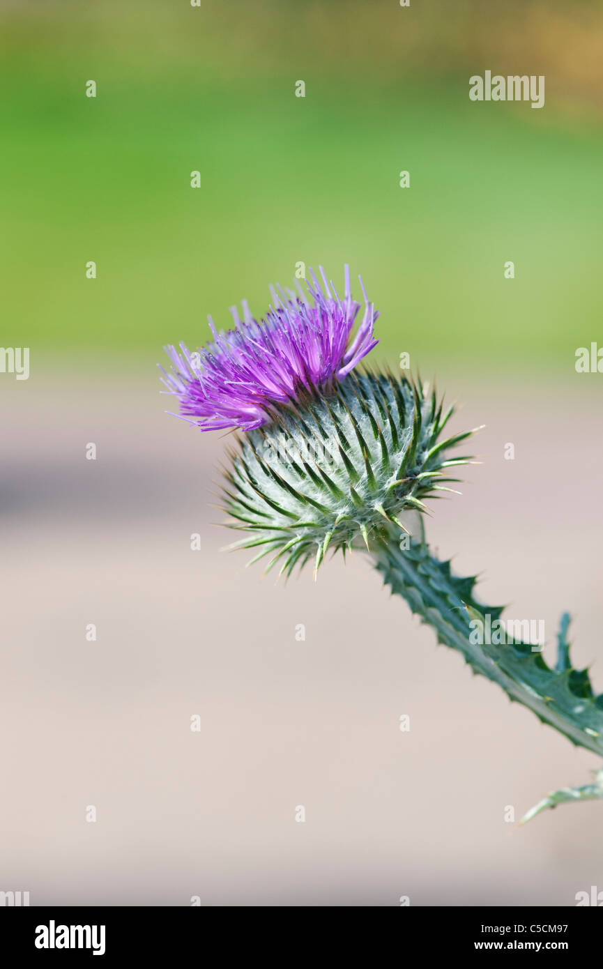 Onopordum Acanthium. CottonThistle Stockfoto