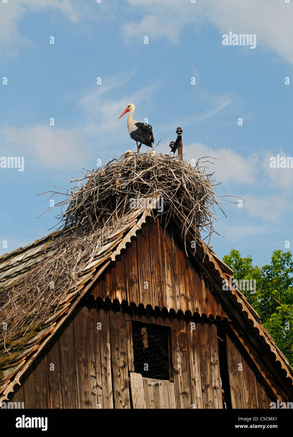 Weißer Storch - Ciconia Ciconia - Verschachtelung in Čigoč, Lonjsko Polje, Kroatien Stockfoto