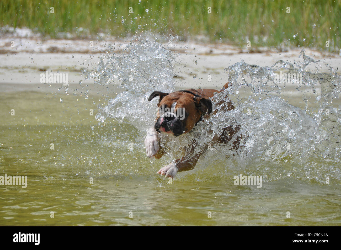 Weiße Fawn Boxer Hund das Wasser genießen. Stockfoto