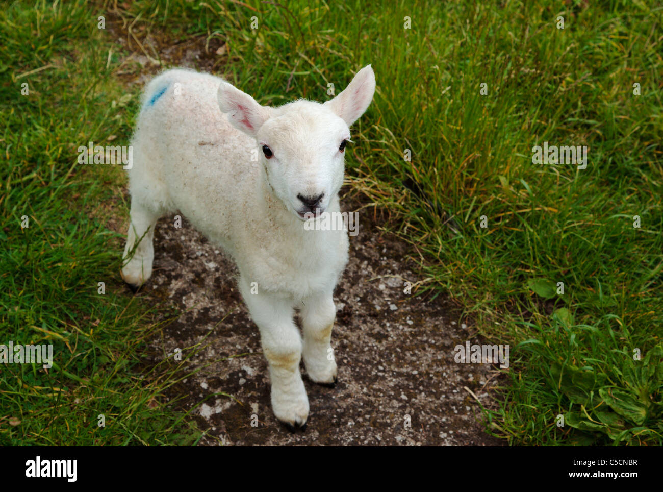 Junge Frühling Lamm in einem North Pennine Feld Stockfoto