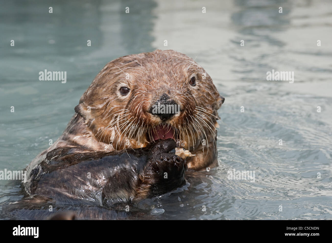 Sea Otter, Enhydra Lutris, Essen Muscheln, Valdez, Alaska (Prinz-William-Sund) Stockfoto