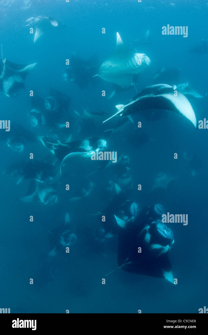 Manta-Rochen, Manta Alfredi, Masse Fütterung, Hanifaru Bay, Baa Atoll, Malediven (Indischer Ozean) Stockfoto