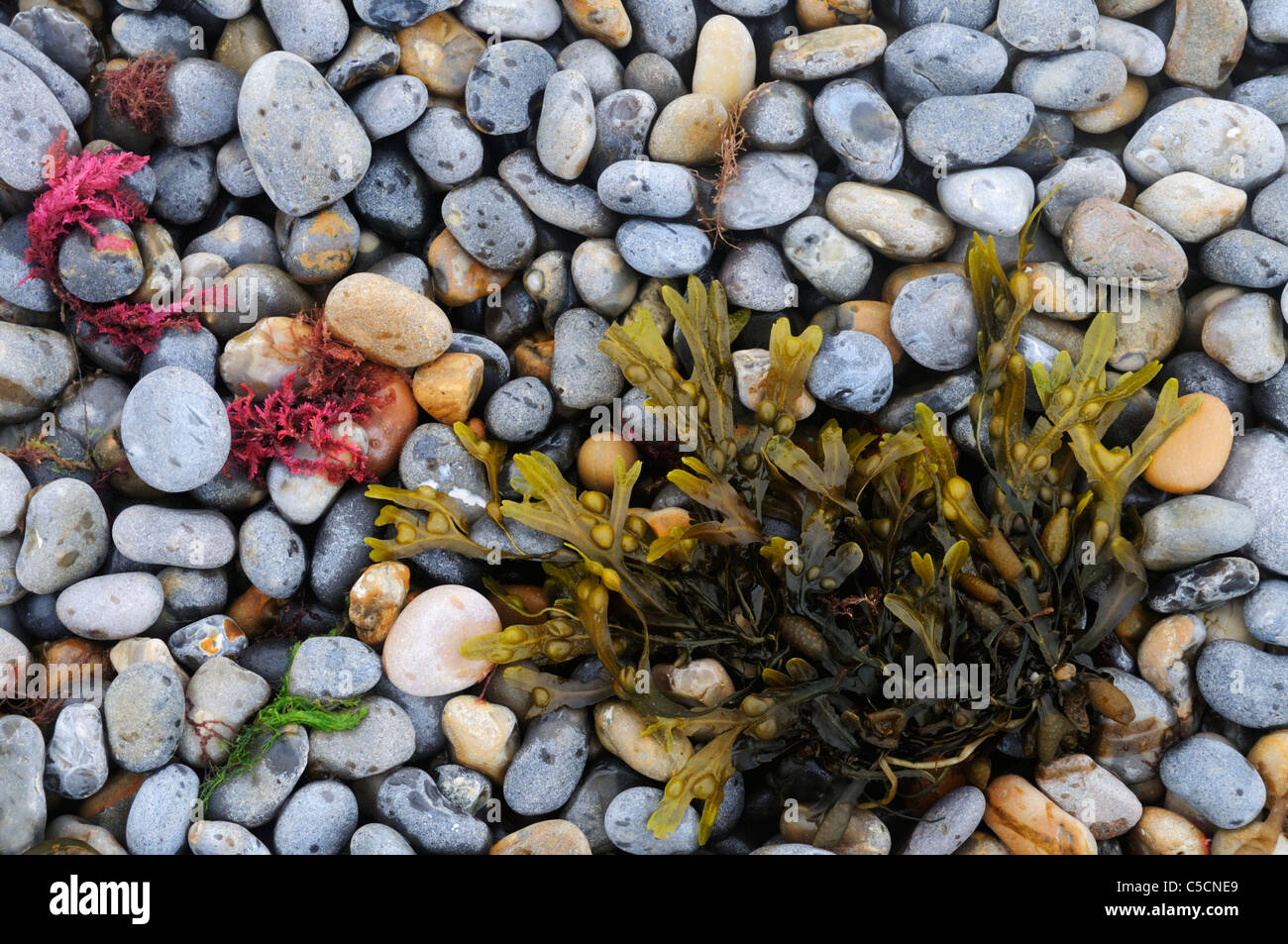 Algen und Kieselsteine am Strand von Sheringham, Norfolk, England, UK Stockfoto