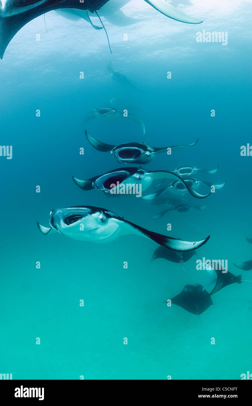 Riff-Manta-Rochen, Manta Alfredi, Kette ernähren sich von Plankton, Hanifaru Bay Hanifaru Lagune, Baa Atoll, Malediven Stockfoto