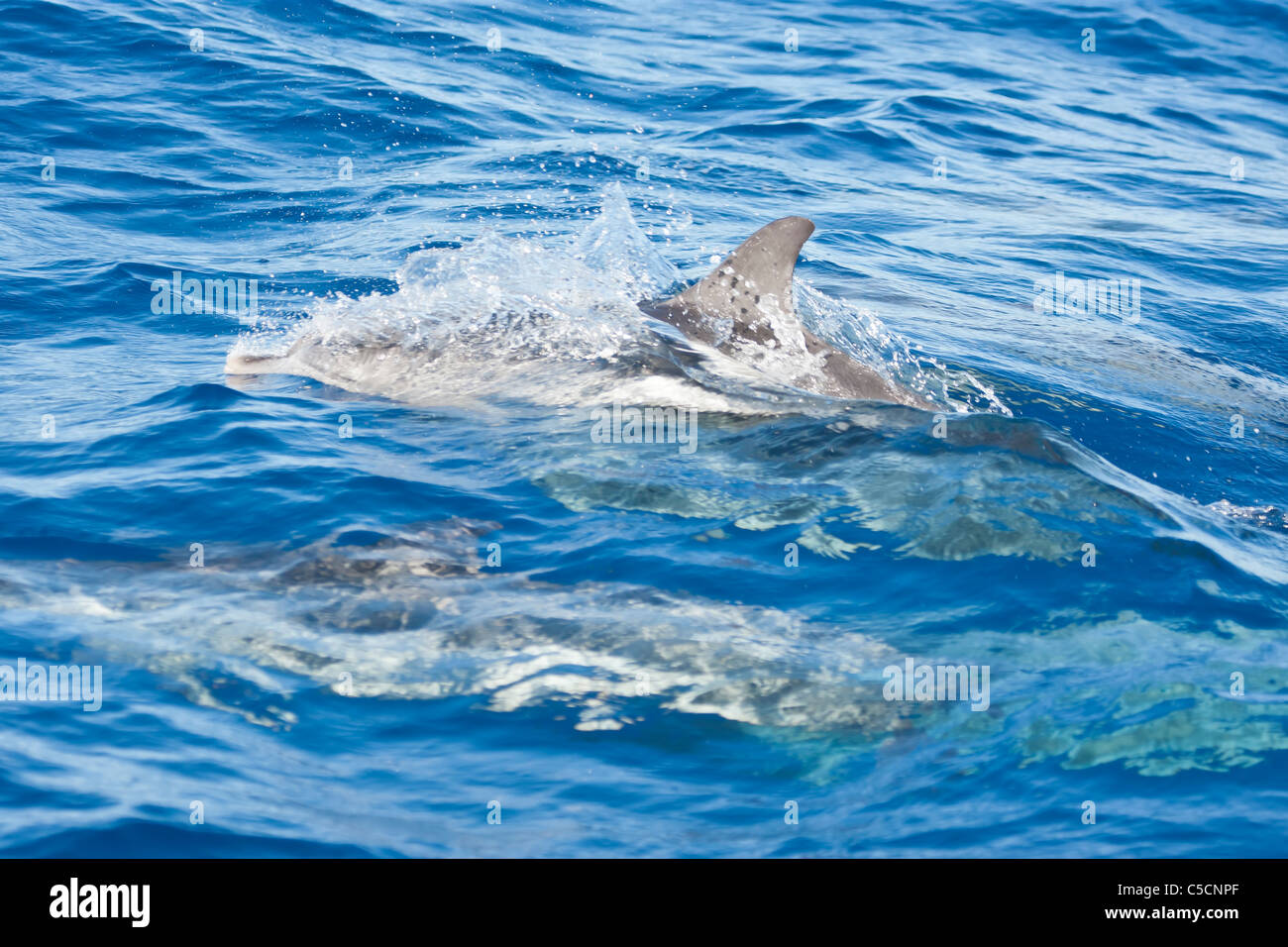 Familie Gruppe von Atlantic Spotted Dolphins (Stenella Frontalis) Porpoising im Atlantischen Ozean südlich von Sao Miguel Island in th Stockfoto