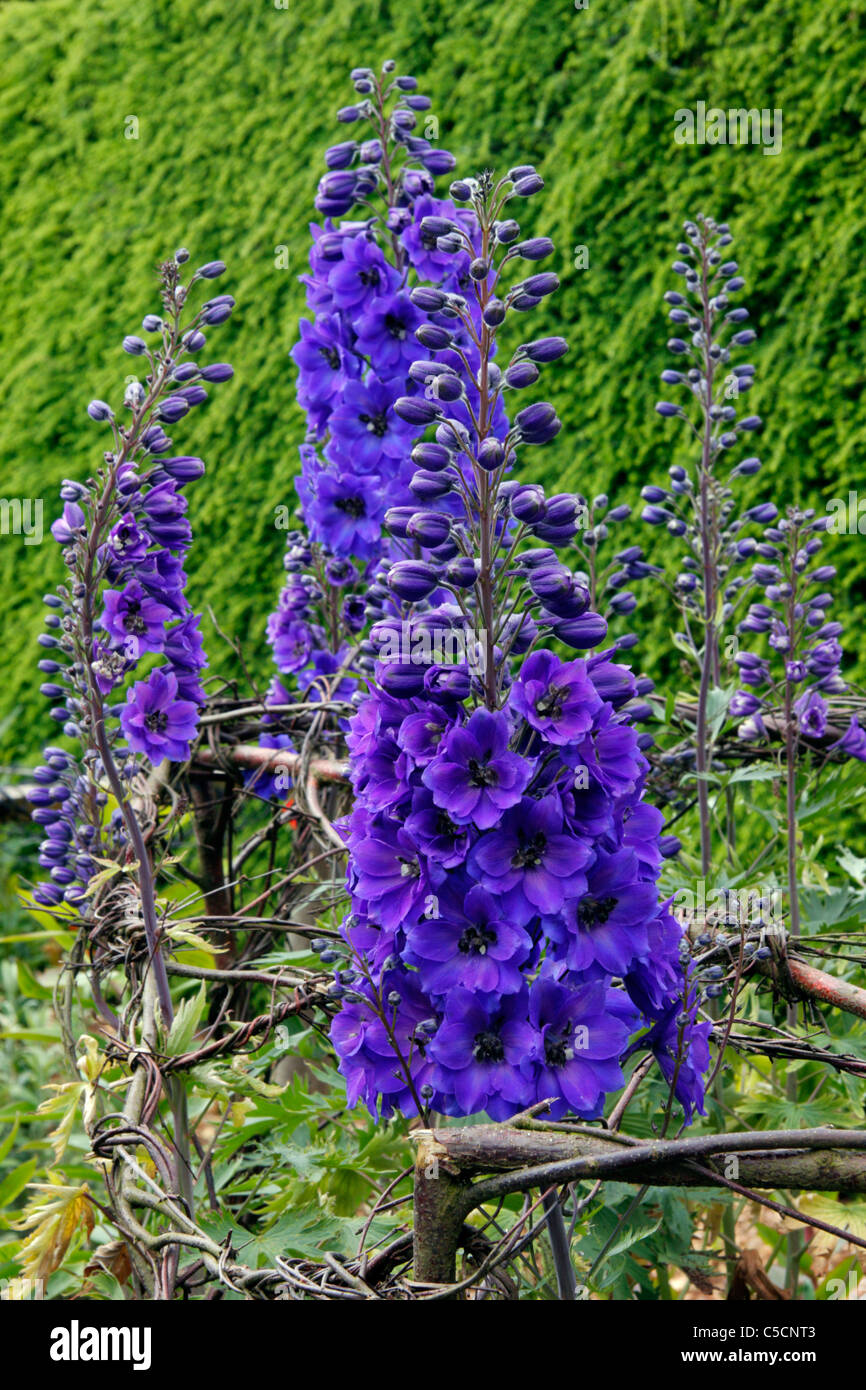 Blumen von Delphinium Elatum 'After Midnight"im Juni. Stockfoto