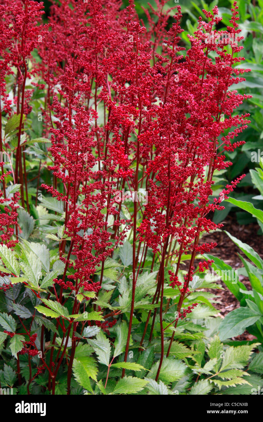 Rote Blumen Gartenpflanze Astilbe Japonica Red Sentinel Stockfotografie