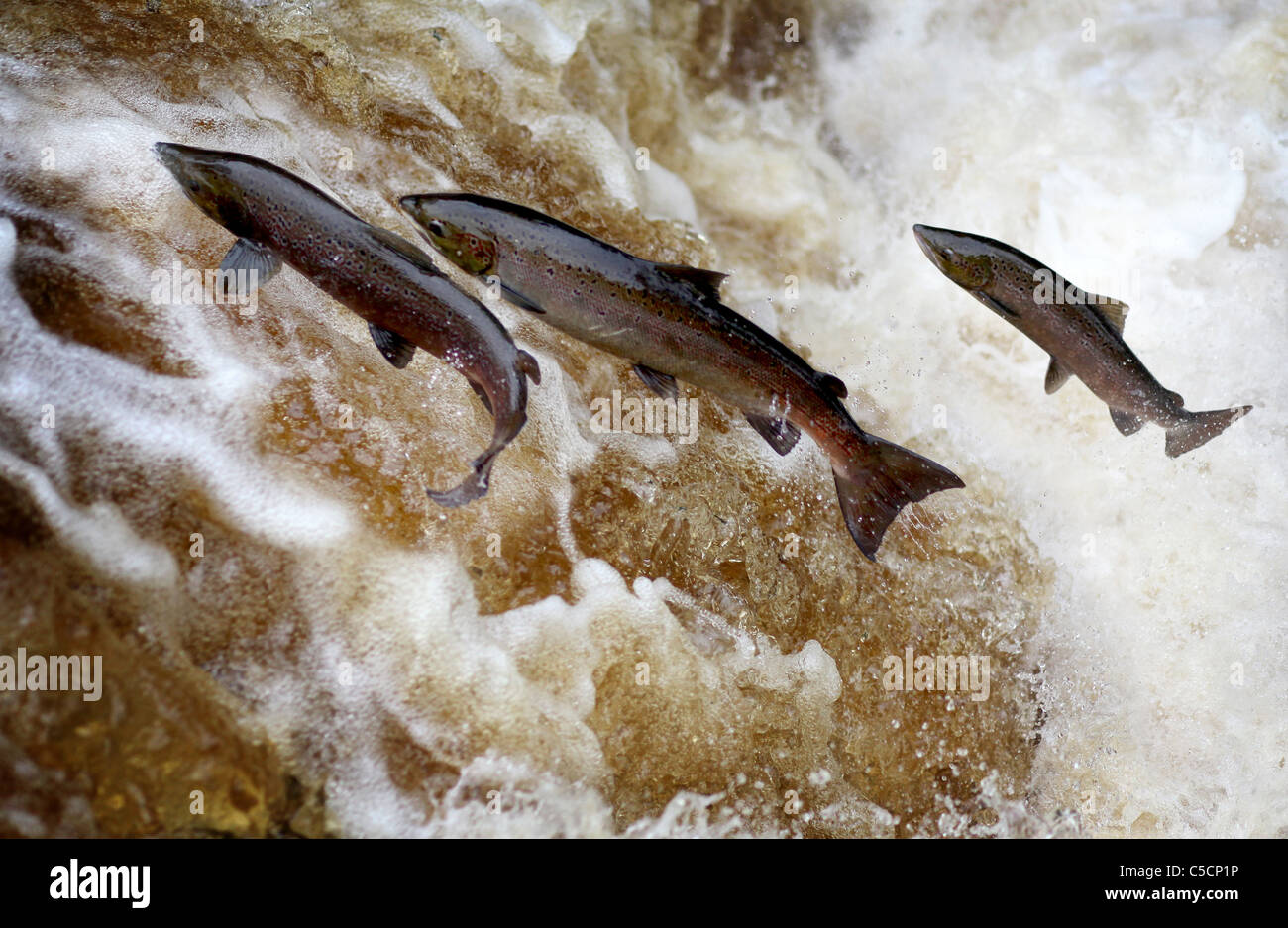 Springender Lachs in den Yorkshire Dales bei Stainforth Force Stockfoto