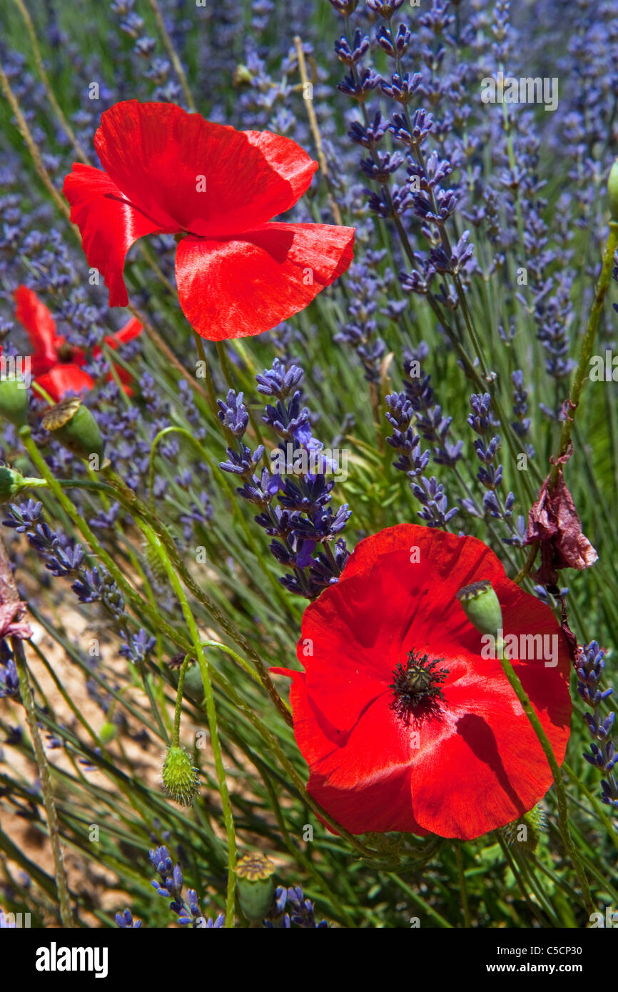 Felder mit französischen Lavendel und rote Mohnblumen in der Natur Stockfoto