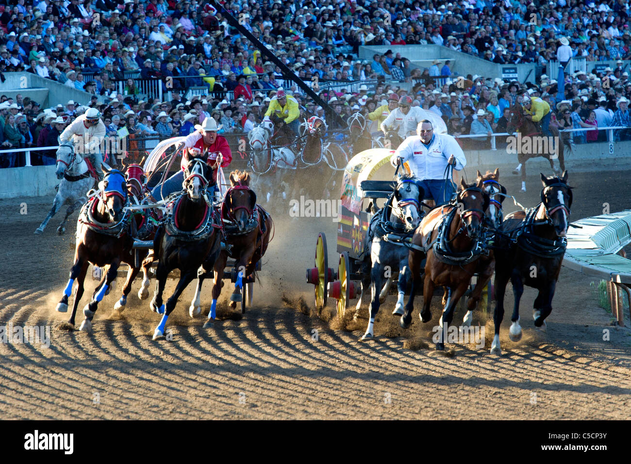 Chuckwagon Rennen bei der Calgary Stampede Stockfoto