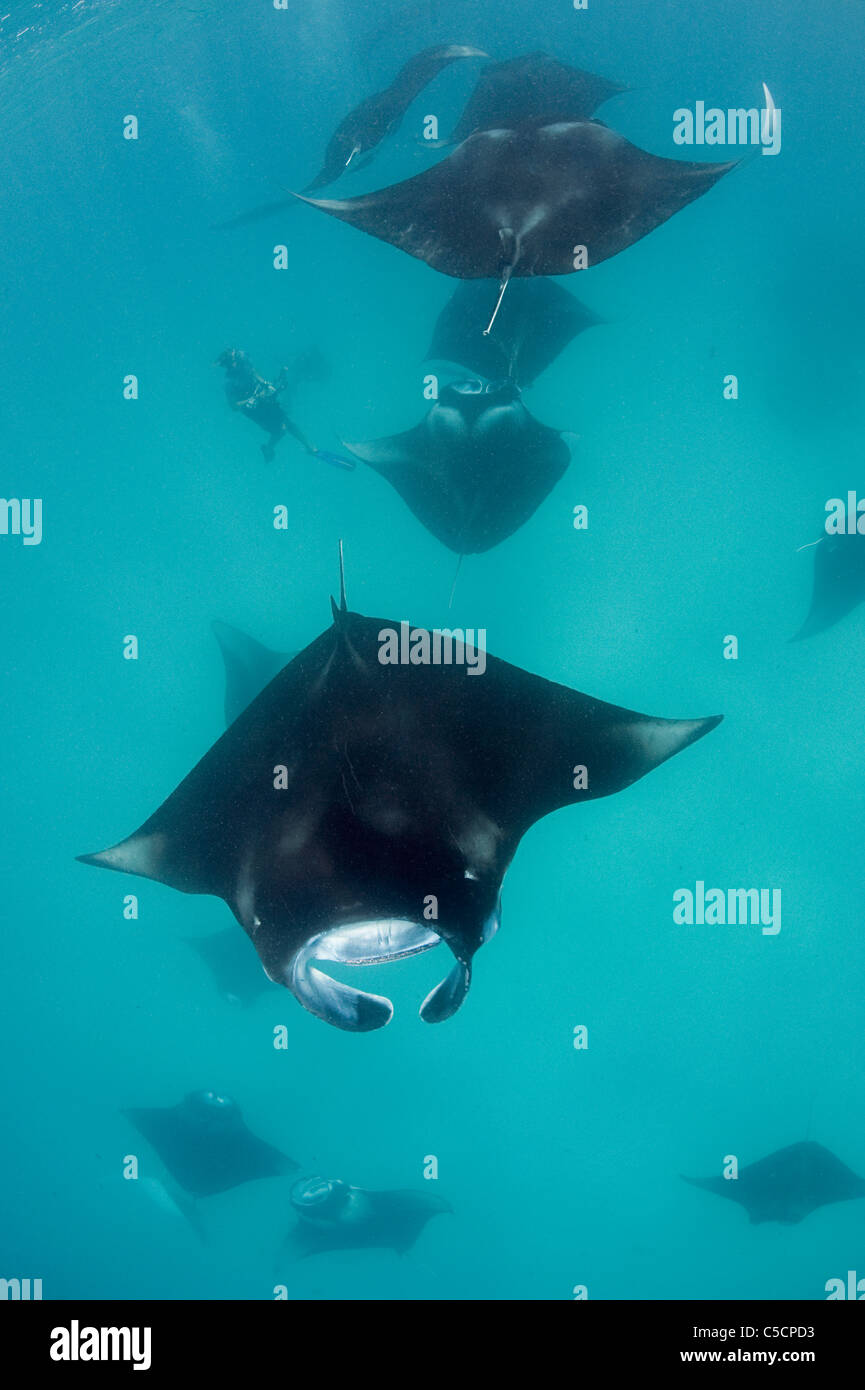 Manta-Forscher Fotografien Mantas, Hanifaru Bay, Baa Atoll, Malediven Stockfoto