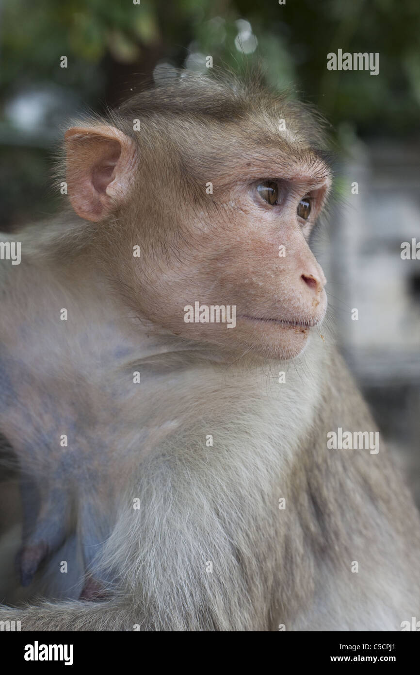 Bonnet Macaque Affen Stockfoto