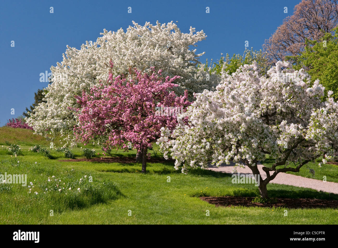 Crabapple Blütenbäumen an der New York Botanical Garden Stockfoto