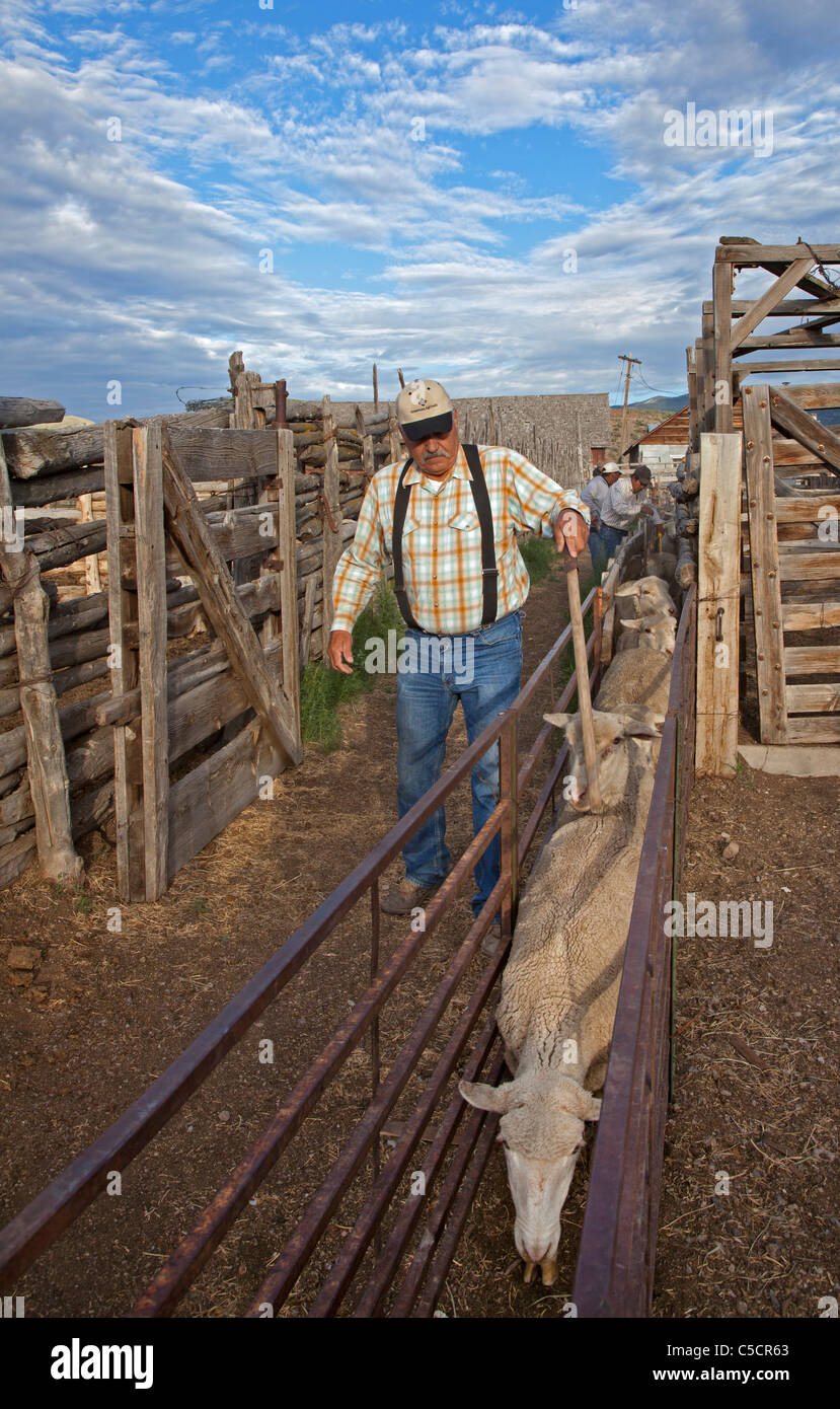 Nevada Schafe Ranch Stockfoto