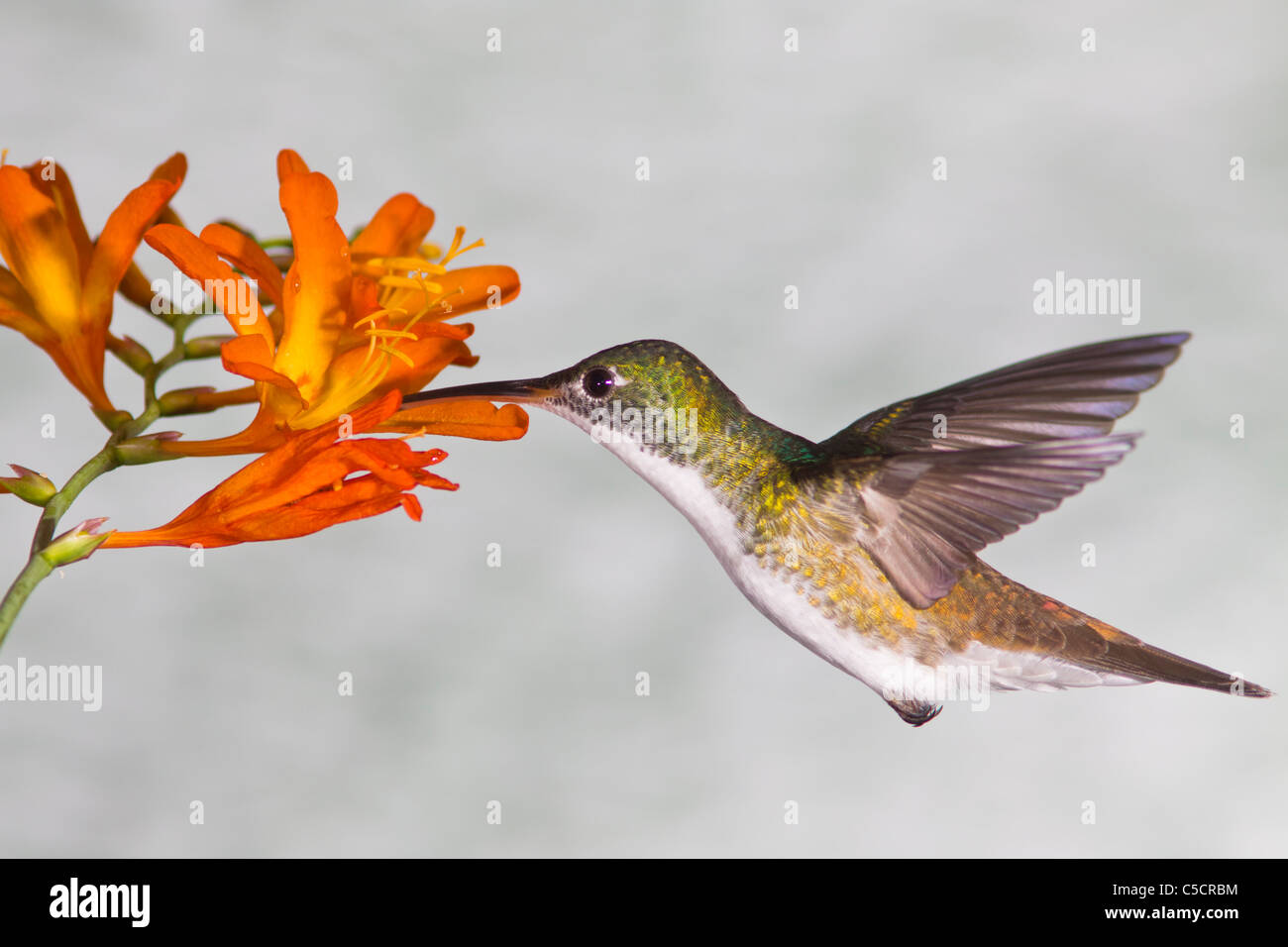 Andensmaragdkolibri, Amazilia franciae, in der Tandayapa Lodge in Ecuador. Stockfoto