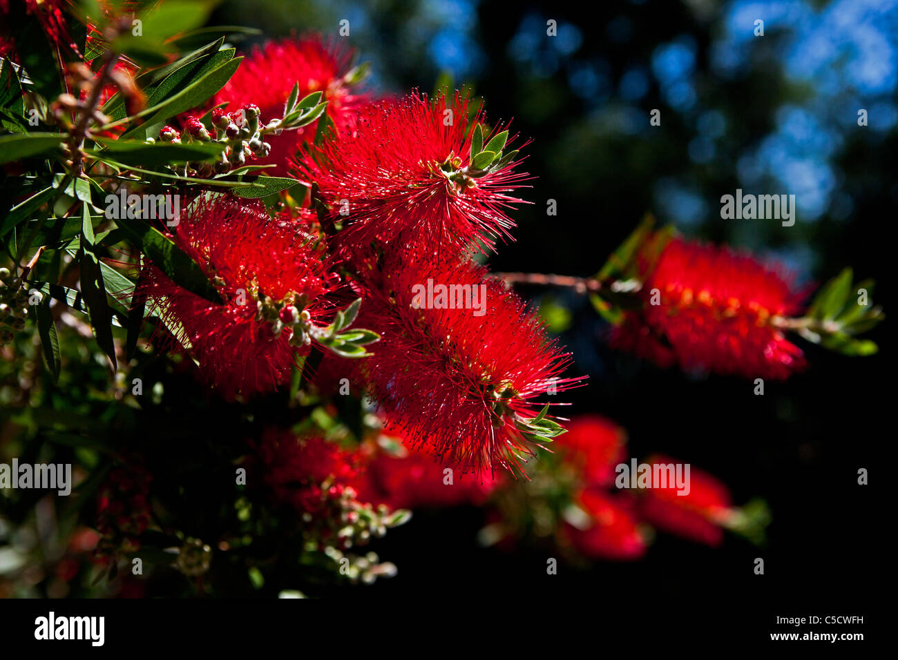 seltene mediterrane Pflanzen im Botanischen Garten der Isole di Brissago Stockfoto