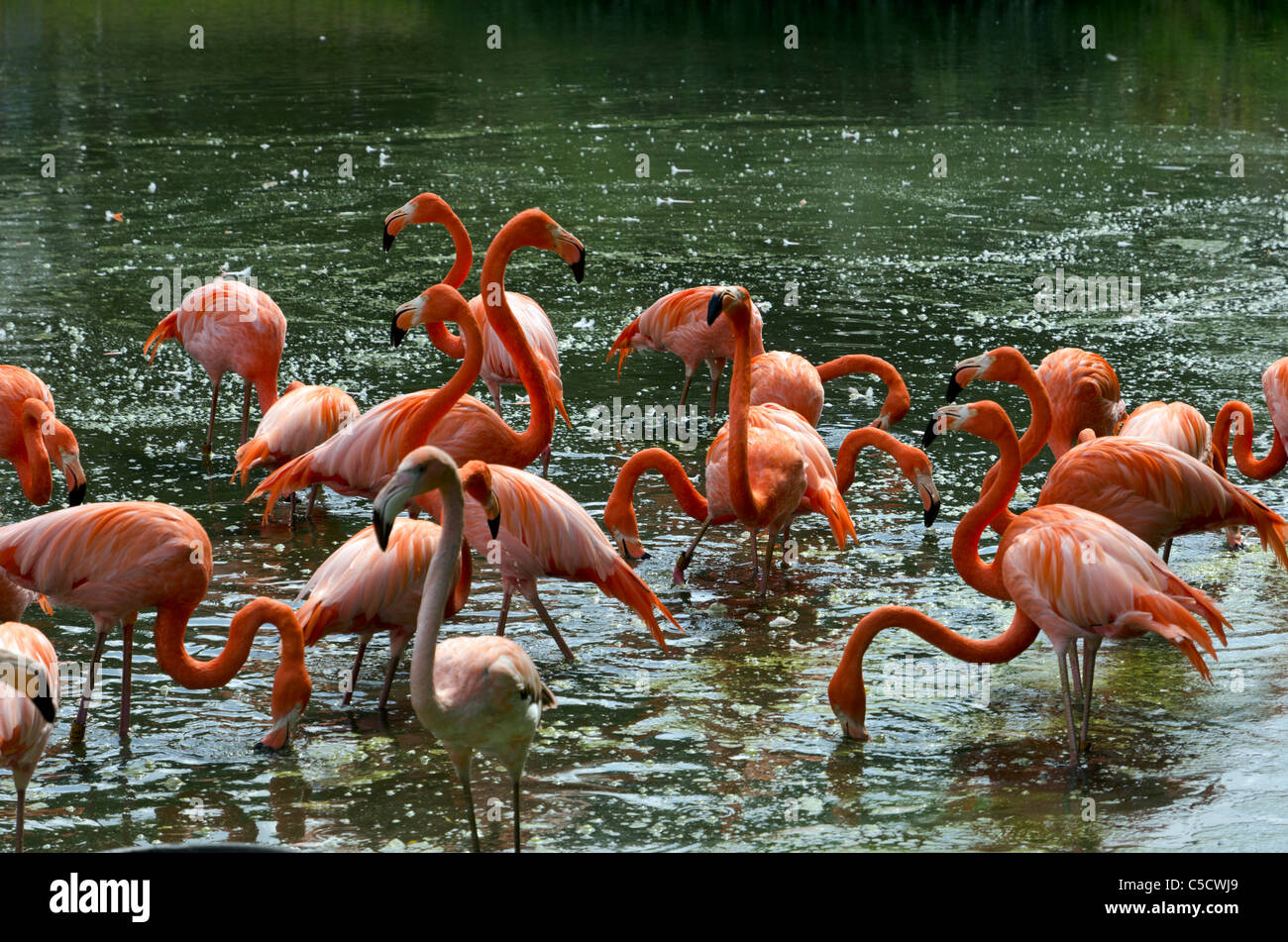 Karibik Flamingos bei Whipsnade Wild Animal Park, England, Großbritannien, UK Stockfoto