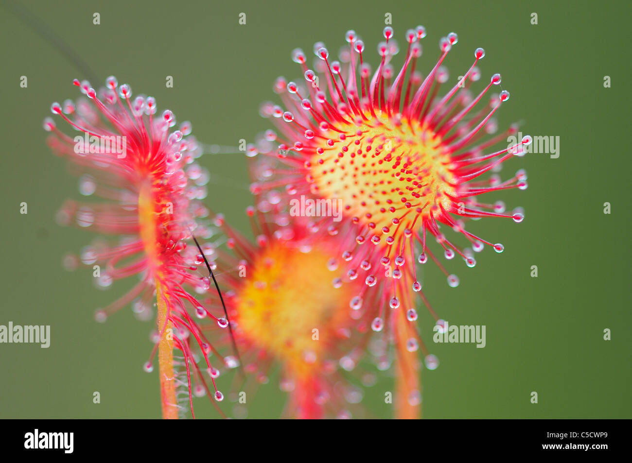 Runde Endivie Sonnentau (Drosera Rotundifolia) UK Stockfoto