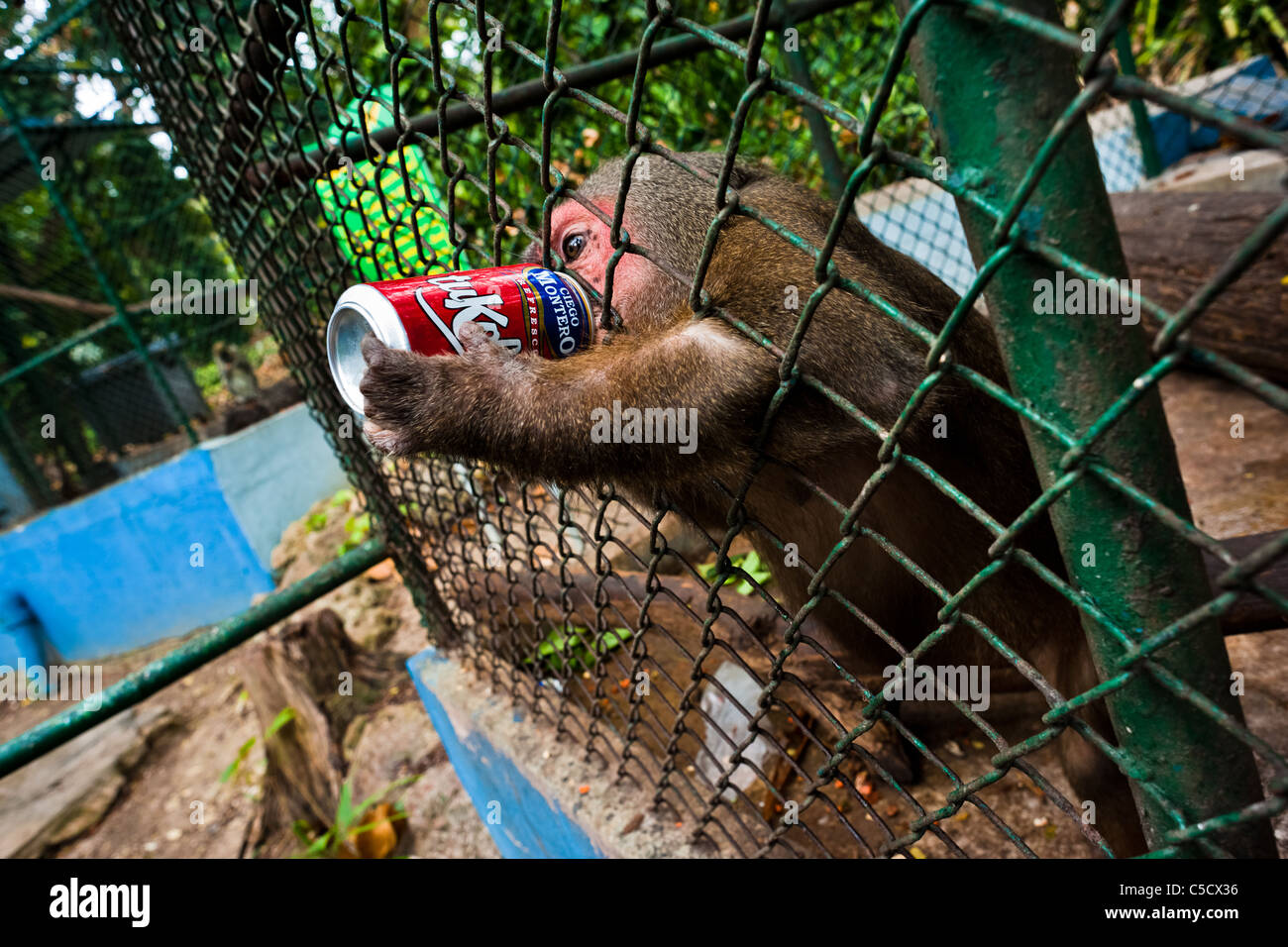 Ein Makaken-Affen trinkt eine Cola-Dose gegeben von einem Besucher in den Zoo von Havanna, Havanna, Kuba. Stockfoto