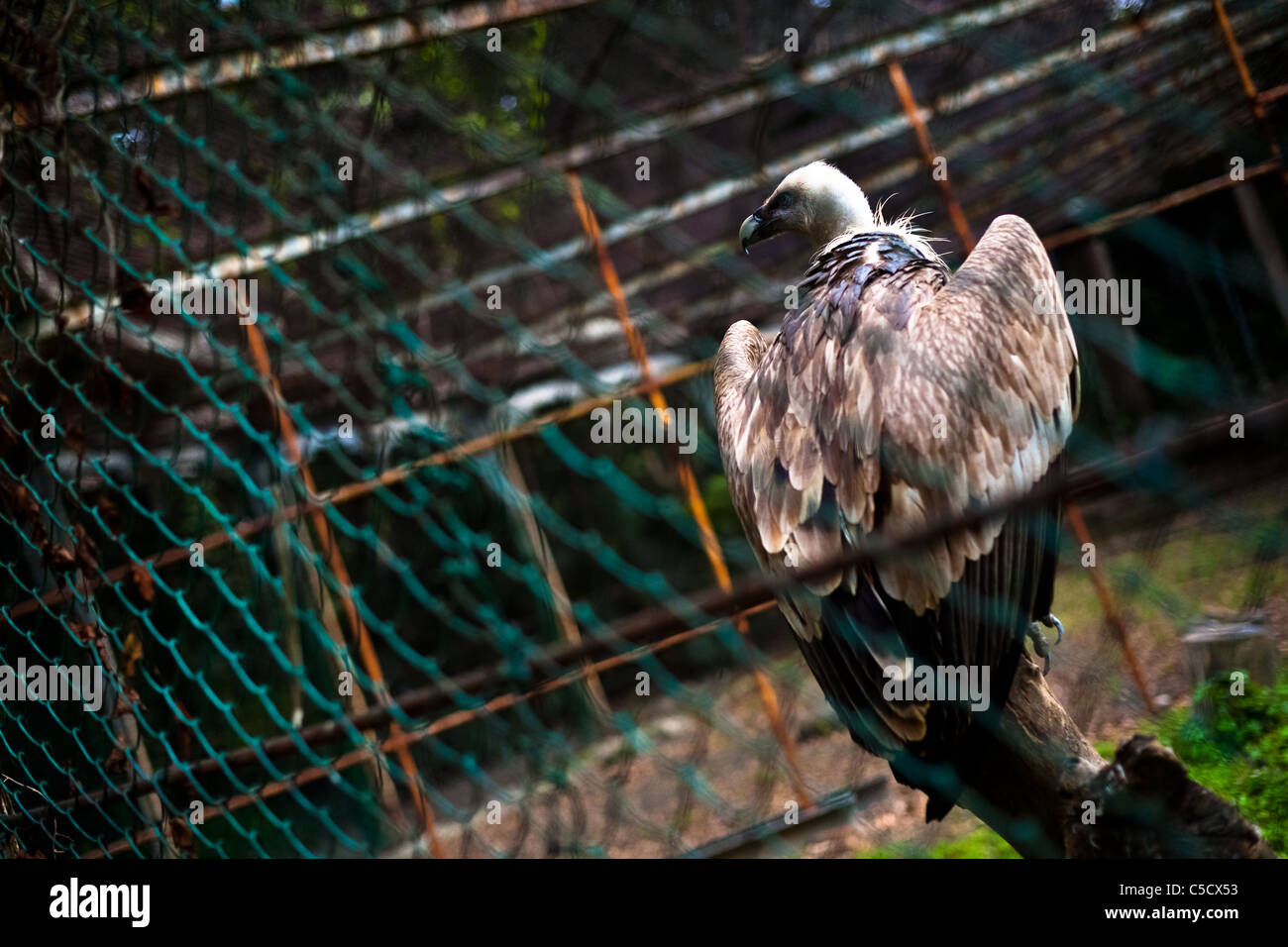 Ein Gänsegeier sitzt auf einen Zweig Stub in einem kleinen Vogel-Gehege im Zoo von Havanna, Havanna, Kuba. Stockfoto