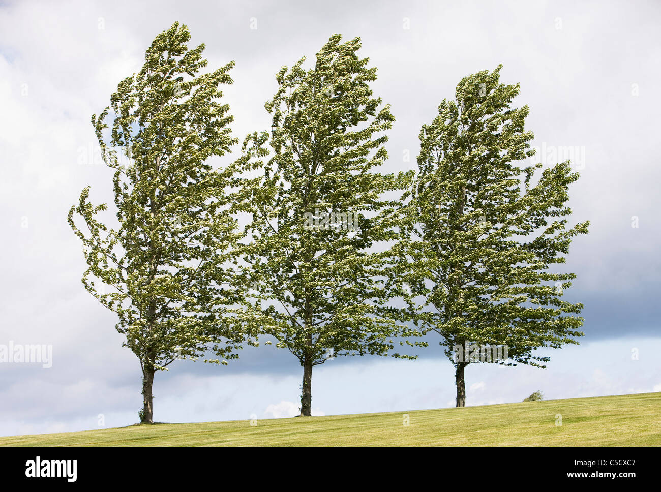 Drei Bäume nebeneinander wehen im Wind auf Landschaft gegen die Wolken Stockfoto