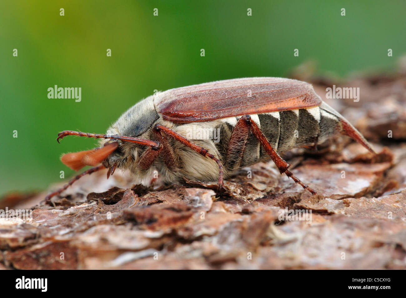 Eine gemeinsame Käfer Maikäfer (Melolontha Melolontha) auf einige Holz UK Stockfoto