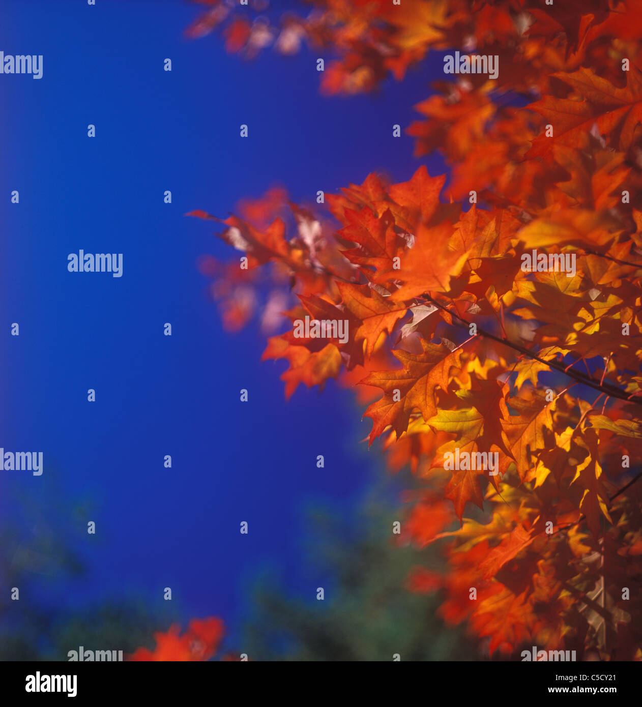 Herbst-Bäume gegen den blauen Himmel. Stockfoto