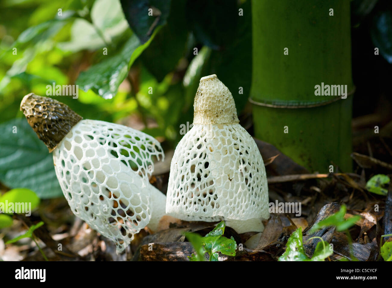 Bambus pilz -Fotos und -Bildmaterial in hoher Auflsung  Alamy