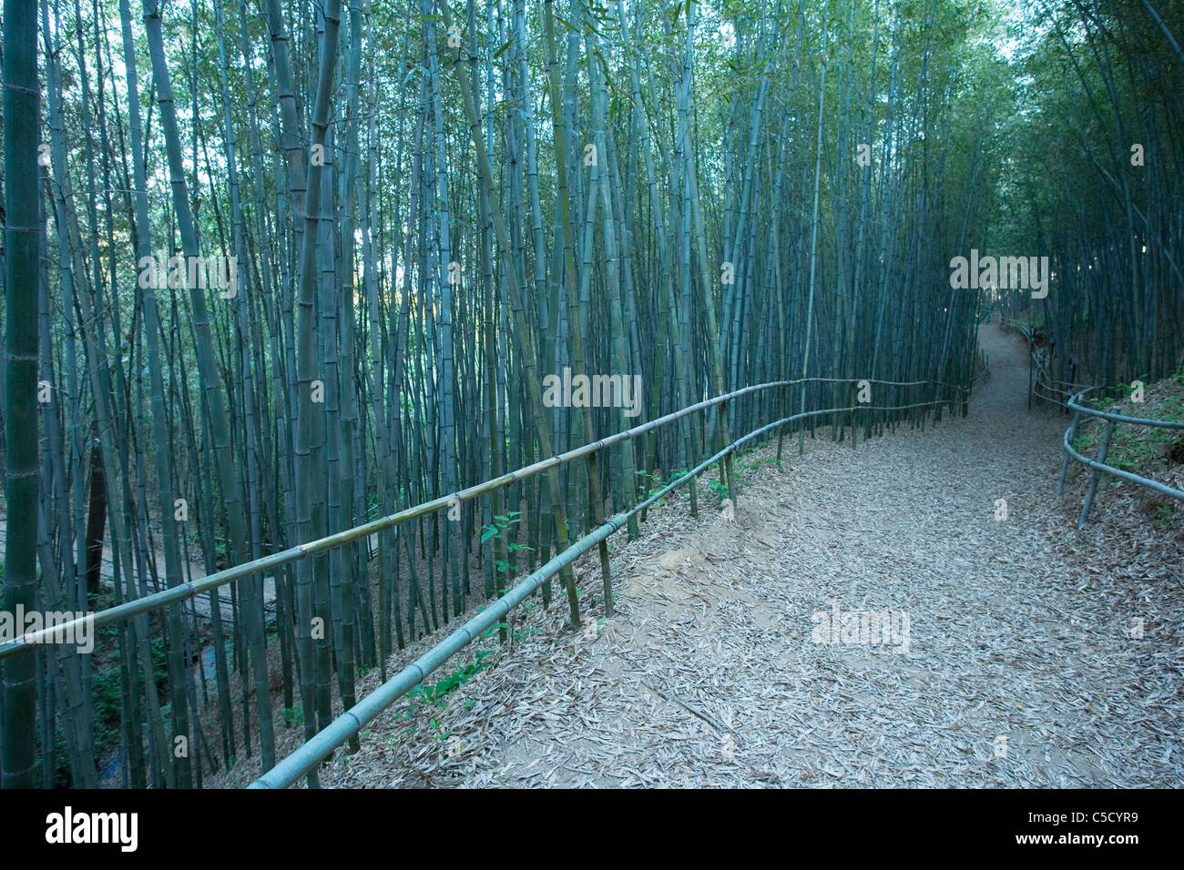 Pfad im Bambuswald Stockfoto