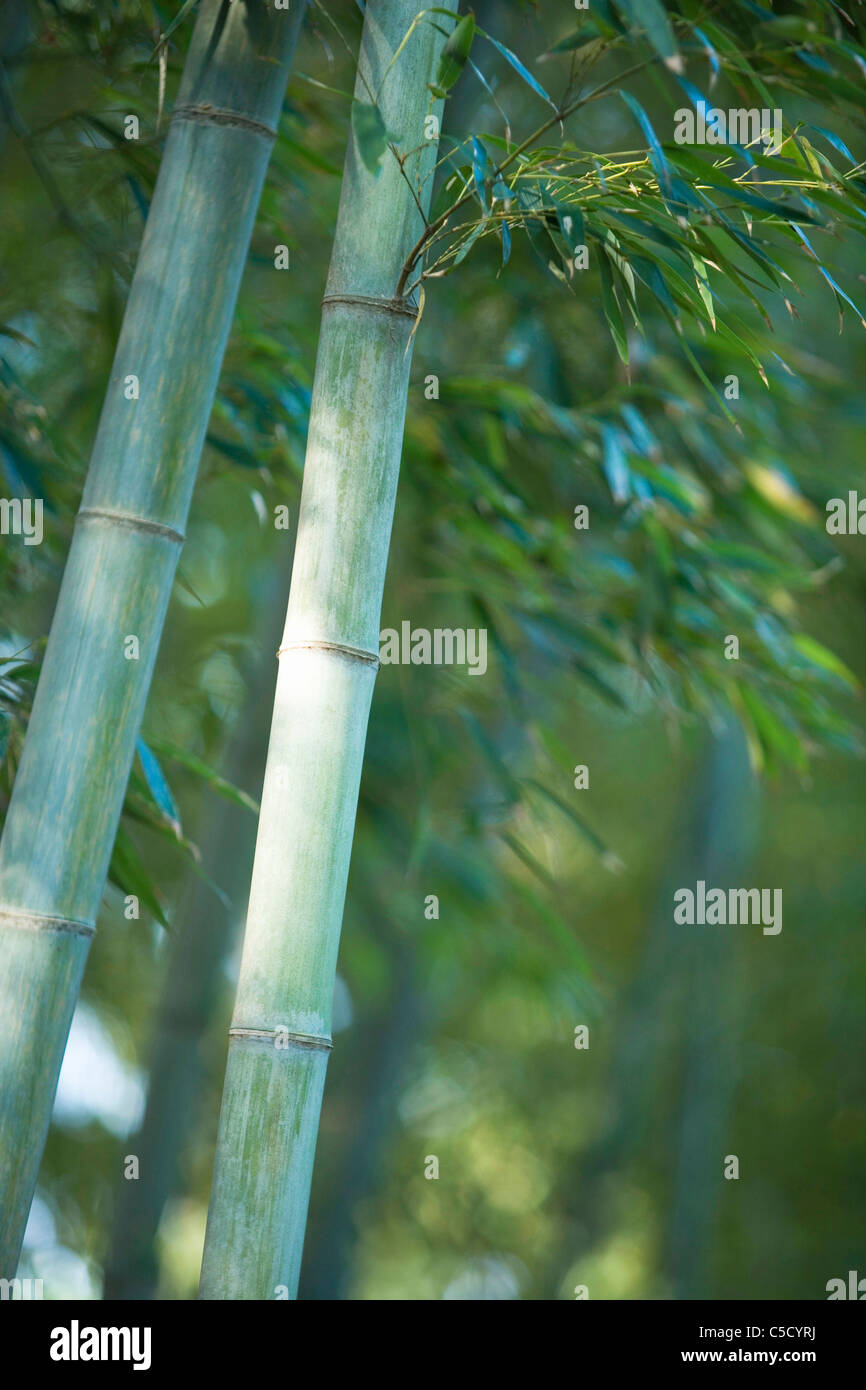 Nahaufnahme von Bambusstämmen Stockfoto