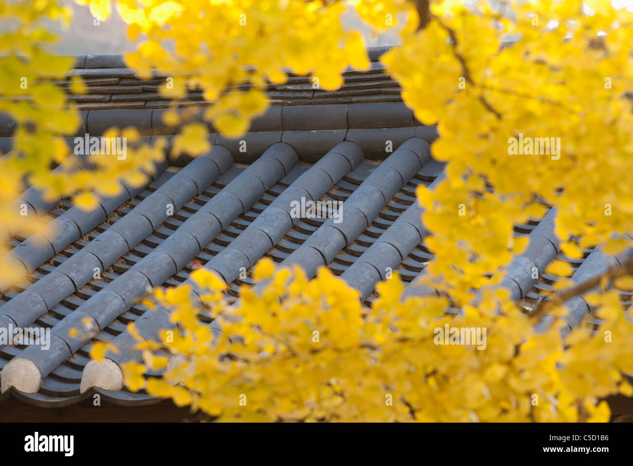 Ziegeldach über gelbe Ginkgo-Blätter Stockfoto