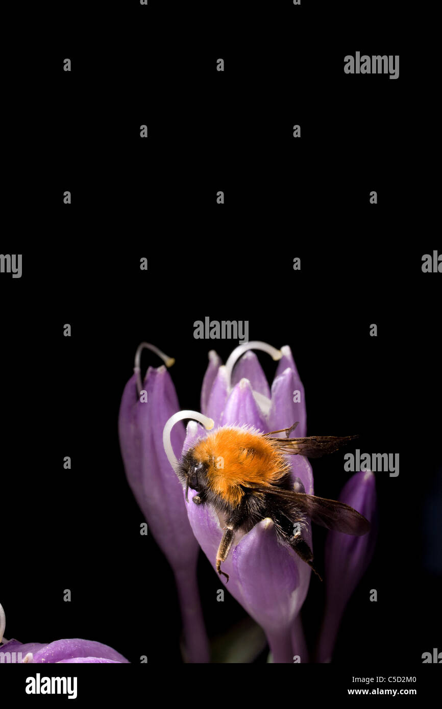 Nahaufnahme einer Hummel auf Blume auf schwarzem Hintergrund Stockfoto