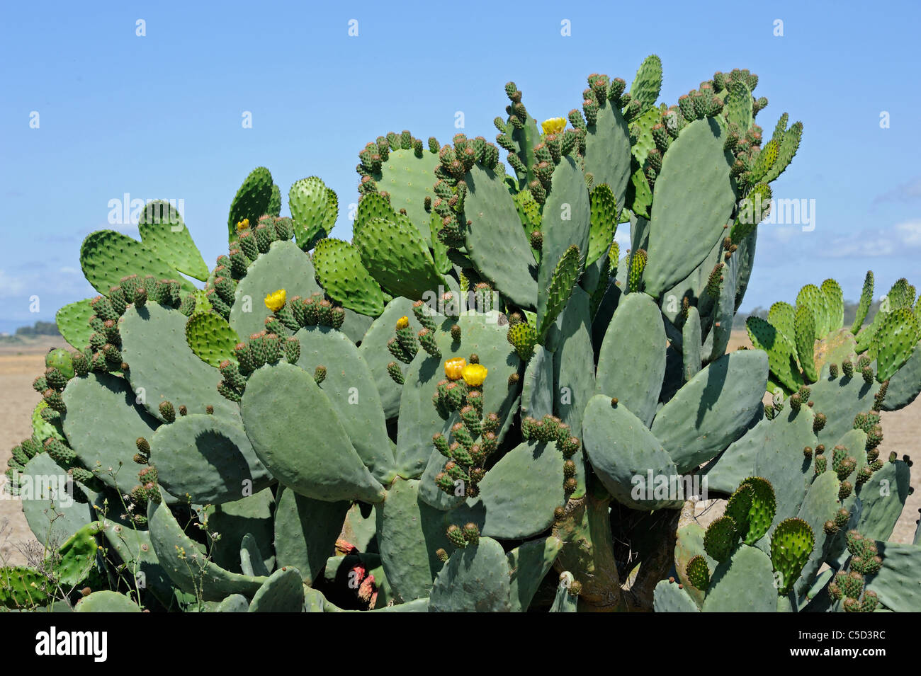 Stachelige Birne Kaktus (Opuntia) Pflanze Stockfoto