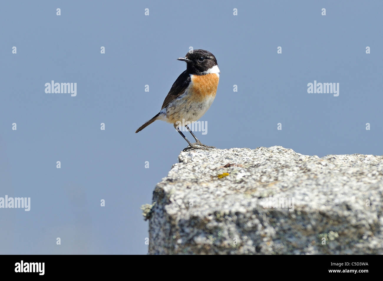 Einzelnes Männchen Schwarzkehlchen (Saxicola Torquata) auf Felsen gelegen. Stockfoto