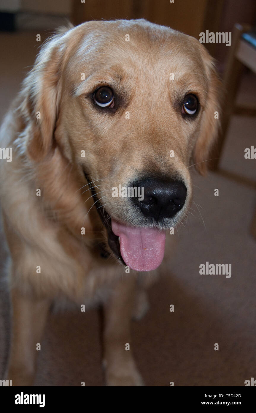 Ein glückliches, ein Jahr alt Golden Retriever Aufmerksamkeit warten. Stockfoto