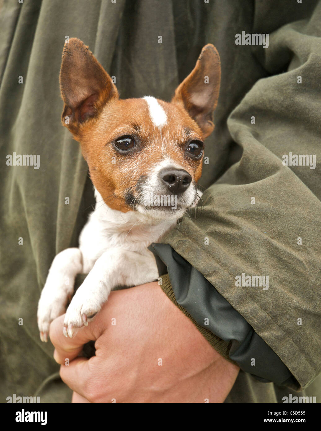 Der kleine Jack Russell-Hund wird oft als "Taschenformat" beschrieben. Stockfoto