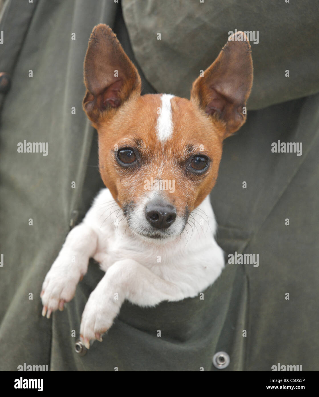 Der kleine Jack Russell-Hund wird oft als "Taschenformat" beschrieben. Stockfoto