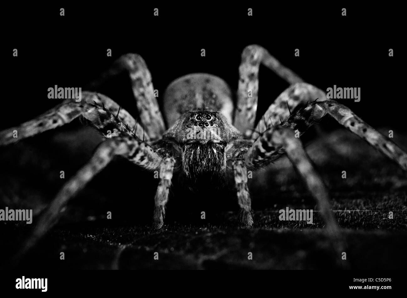 Spinne-Porträt Stockfoto